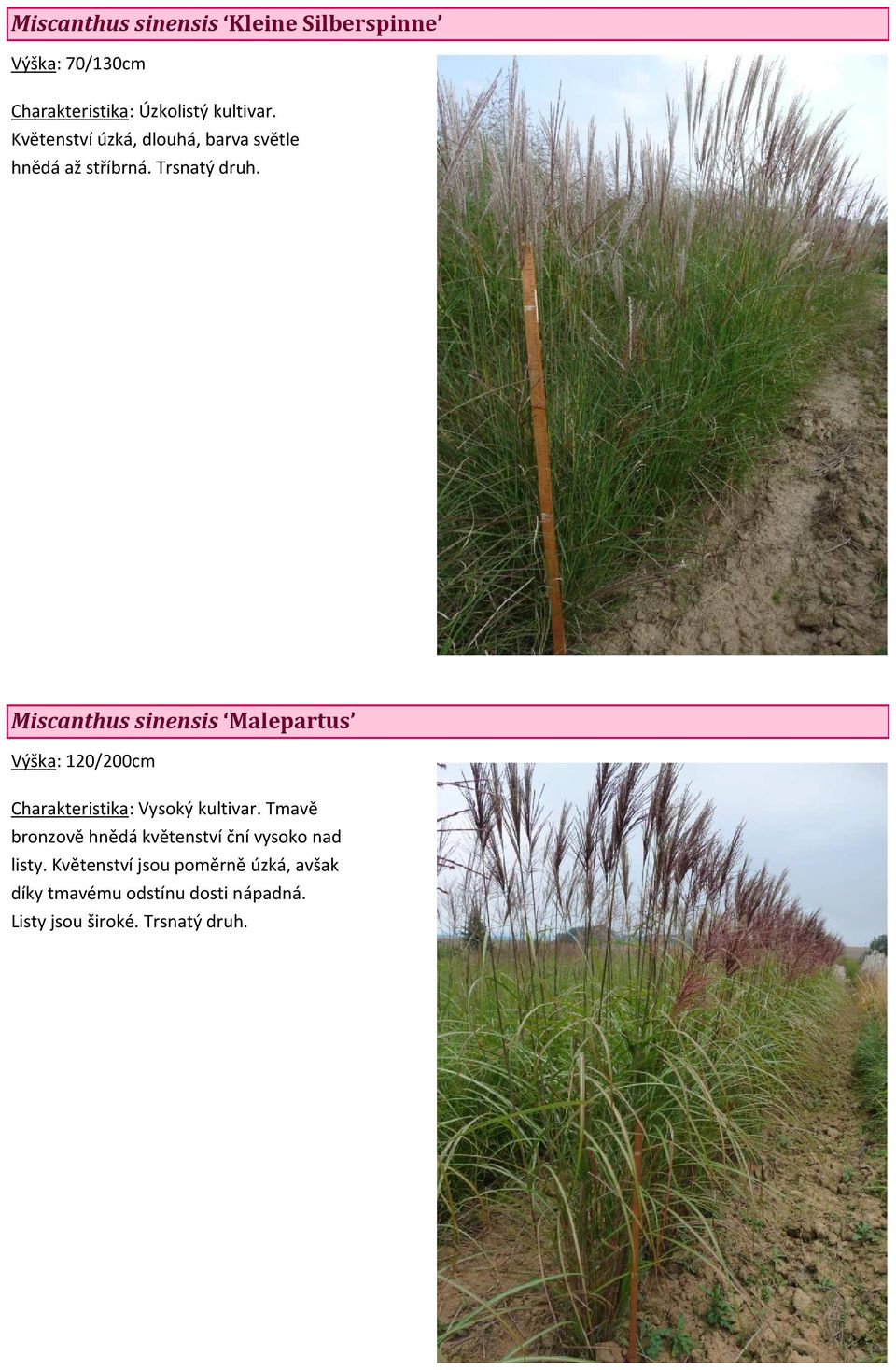 Miscanthus sinensis Pünktchen Výška: 130/160cm Charakteristika: Zajímavý kultivar podobný kultivaru Zebrinus listy jsou rovněž příčně pruhované, i když