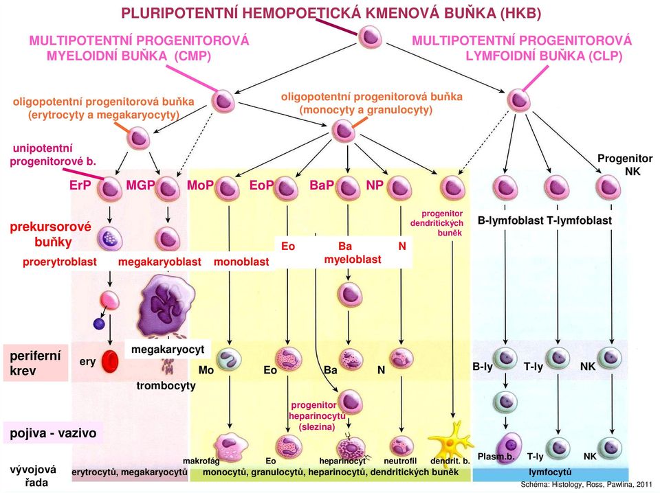 ErP MGP MoP EoP BaP NP Progenitor NK prekursorové buňky proerytroblast megakaryoblast monoblast Eo Ba N myeloblast progenitor dendritických buněk B-lymfoblast T-lymfoblast periferní krev ery