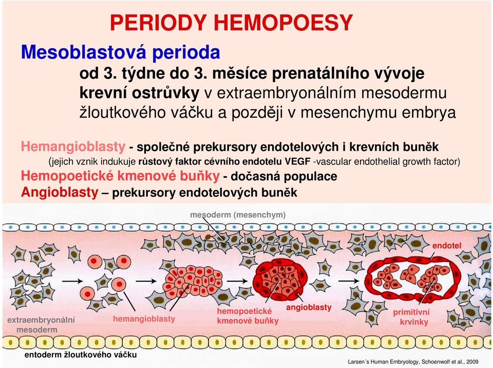 endotelových i krevních buněk (jejich vznik indukuje růstový faktor cévního endotelu VEGF -vascular endothelial growth factor) Hemopoetické kmenové buňky -