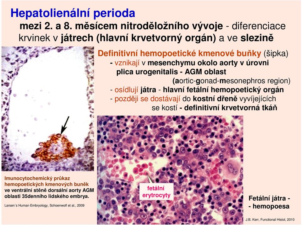 okolo aorty v úrovni plica urogenitalis - AGM oblast (aortic-gonad-mesonephros region) - osídlují játra - hlavní fetální hemopoetický orgán - později se dostávají do kostní