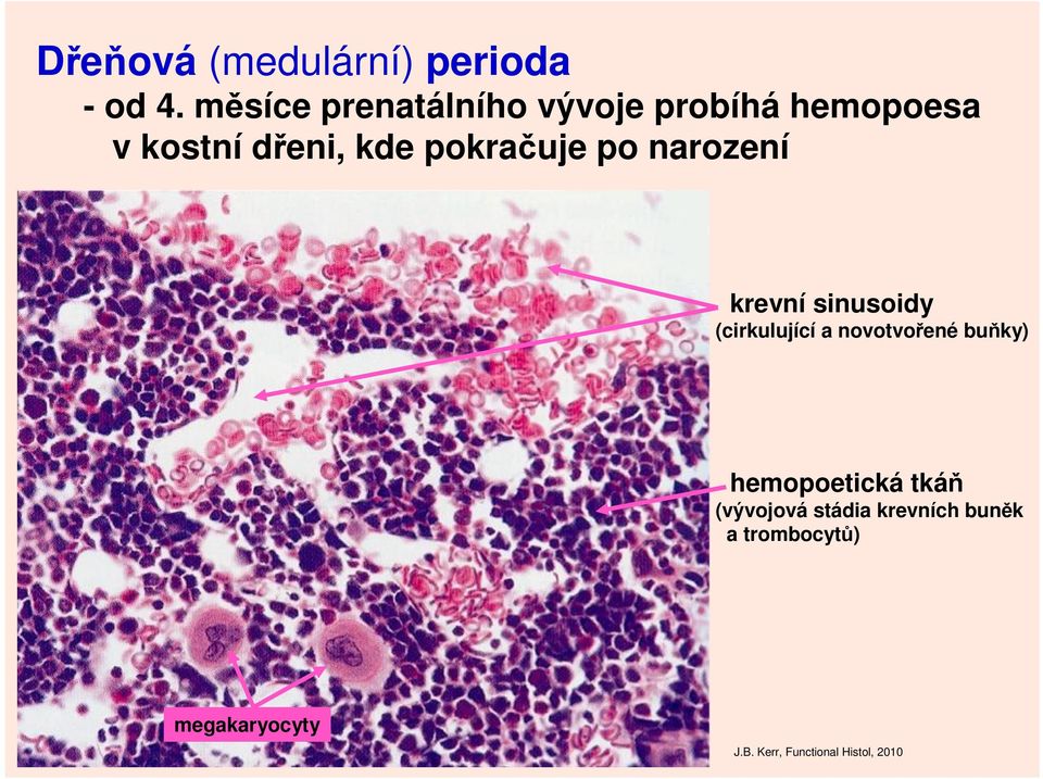 pokračuje po narození krevní sinusoidy (cirkulující a novotvořené