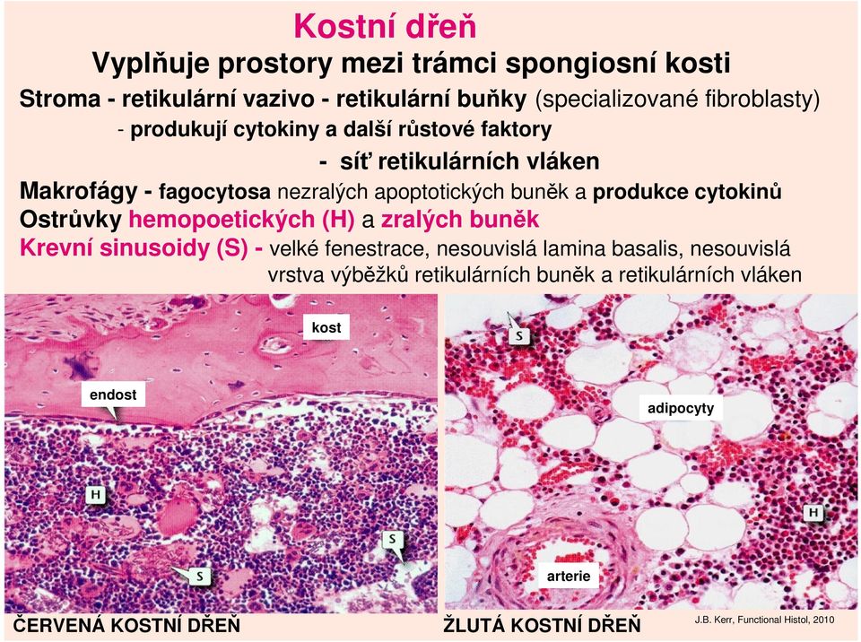 cytokinů Ostrůvky hemopoetických (H) a zralých buněk Krevní sinusoidy (S) - velké fenestrace, nesouvislá lamina basalis, nesouvislá vrstva