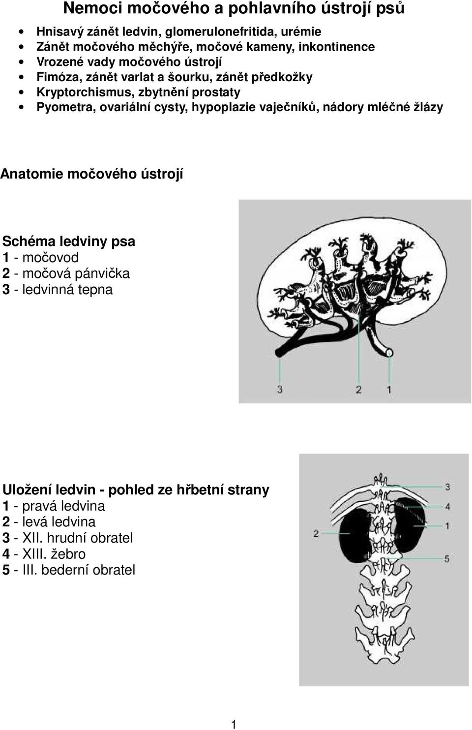 ovariální cysty, hypoplazie vaječníků, nádory mléčné žlázy Anatomie močového ústrojí Schéma ledviny psa 1 - močovod 2 - močová pánvička 3 -