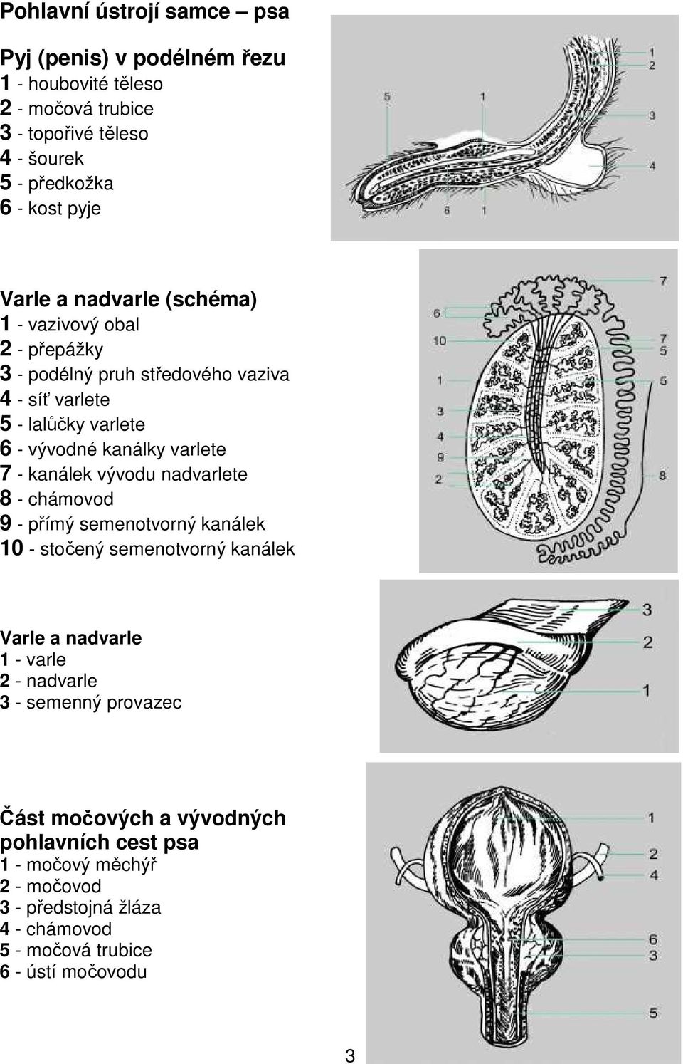 7 - kanálek vývodu nadvarlete 8 - chámovod 9 - přímý semenotvorný kanálek 10 - stočený semenotvorný kanálek Varle a nadvarle 1 - varle 2 - nadvarle 3 -