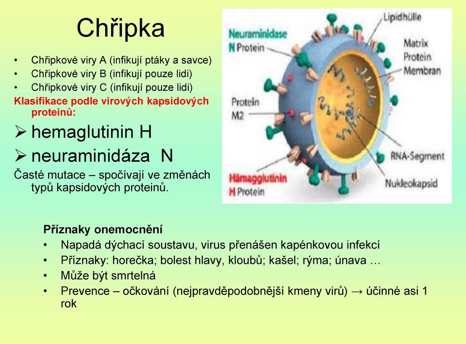 typů kapsidových proteinů.