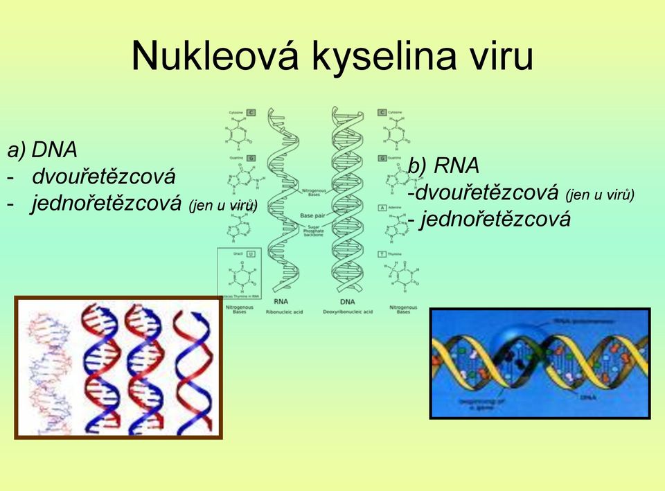 (jen u virů) b) RNA