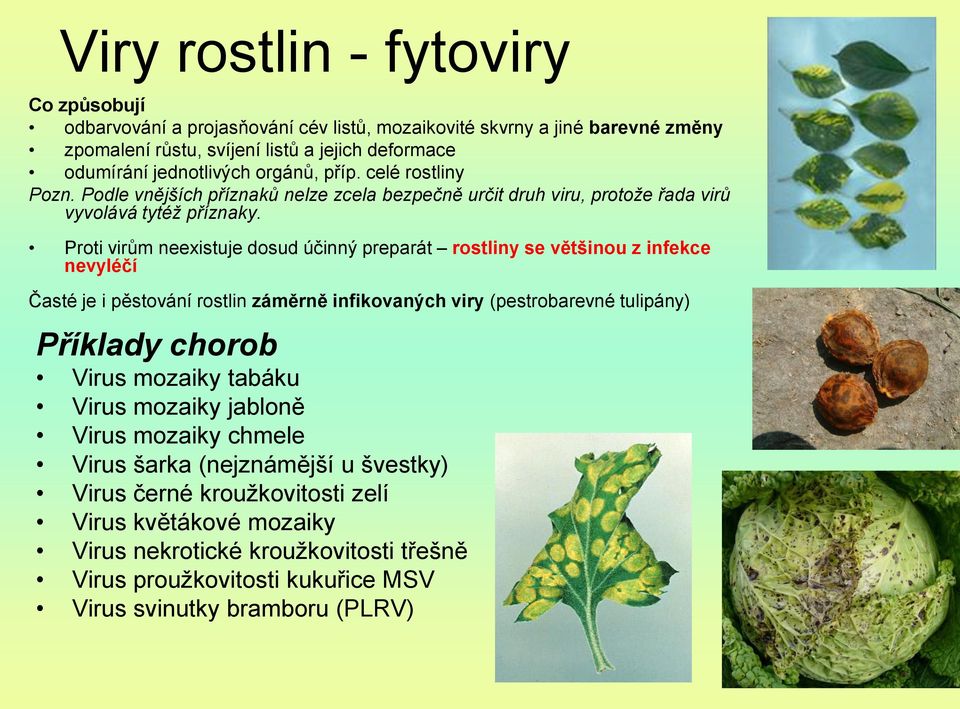 Proti virům neexistuje dosud účinný preparát rostliny se většinou z infekce nevyléčí Časté je i pěstování rostlin záměrně infikovaných viry (pestrobarevné tulipány) Příklady chorob Virus