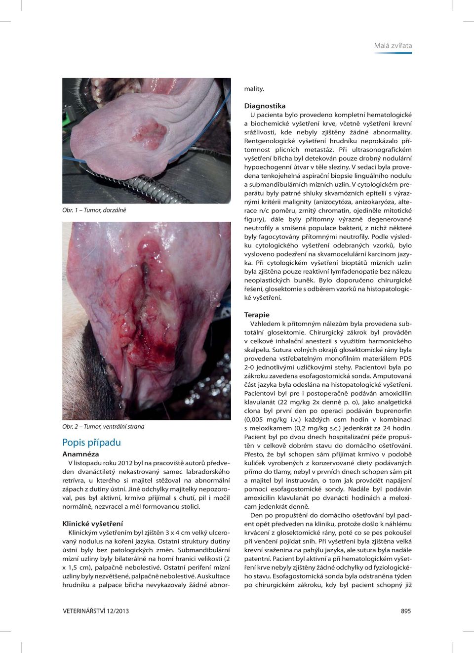Auskultace hrudníku a palpace břicha nevykazovaly žádné abnormality. Obr. 1 Tumor, dorzálně Obr.