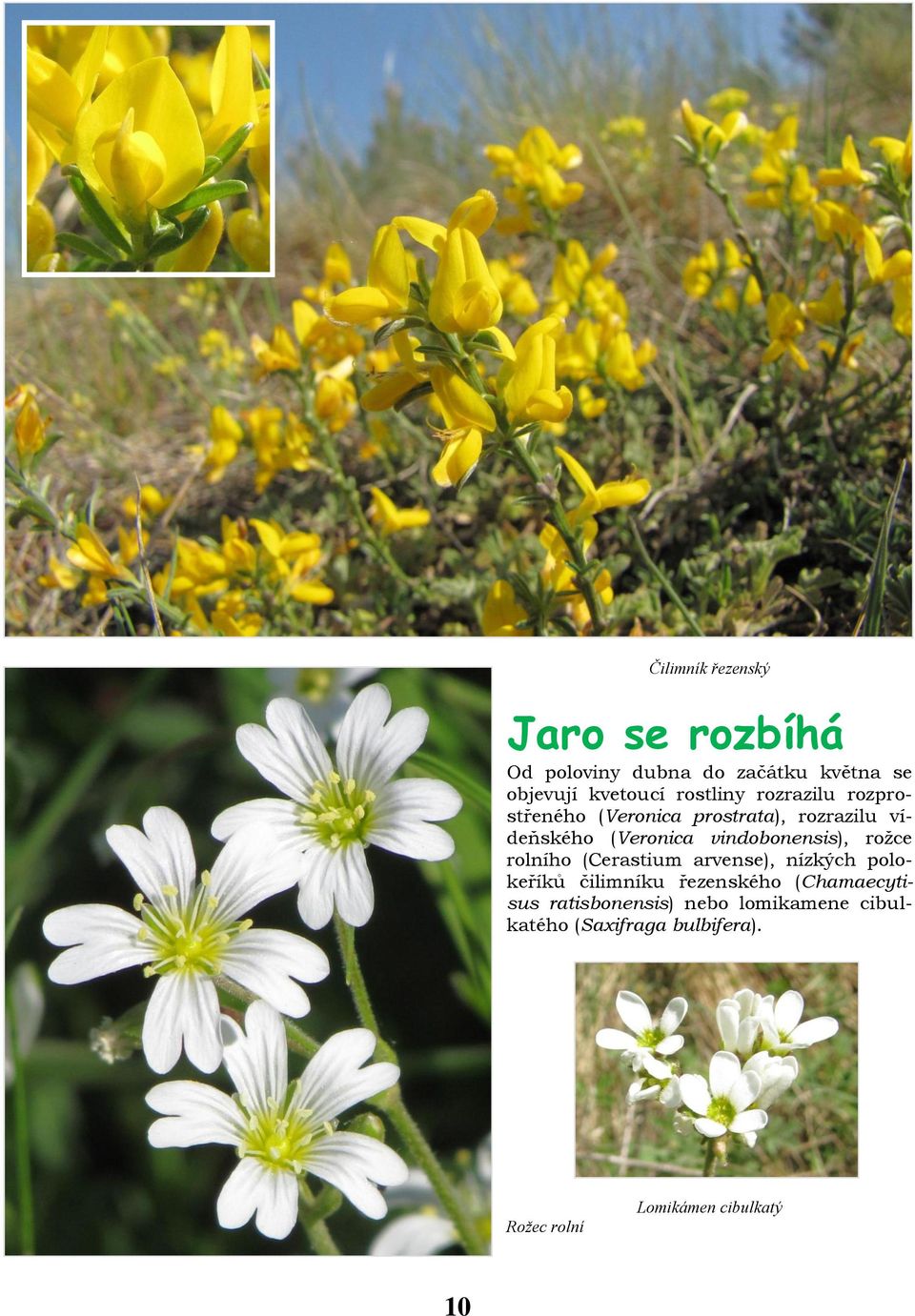 vindobonensis), rožce rolního (Cerastium arvense), nízkých polokeříků čilimníku řezenského