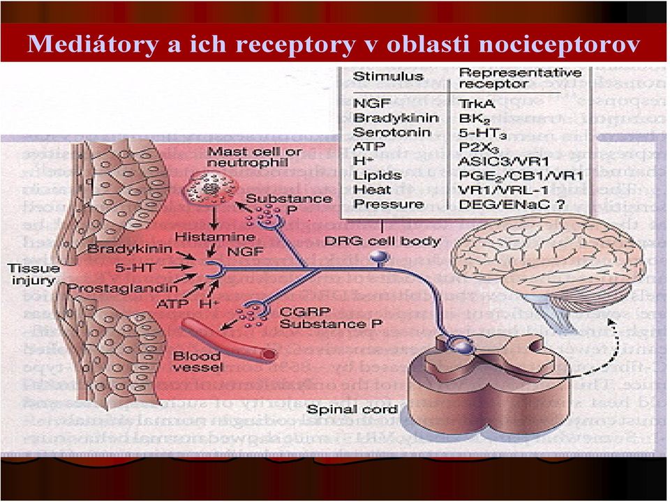receptory v