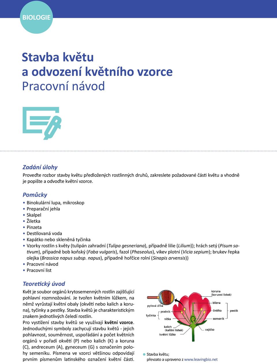 Pomůcky Binokulární lupa, mikroskop Preparační jehla Skalpel Žiletka Pinzeta Destilovaná voda Kapátko nebo skleněná tyčinka Vzorky rostlin s květy (tulipán zahradní (Tulipa gesneriana), případně