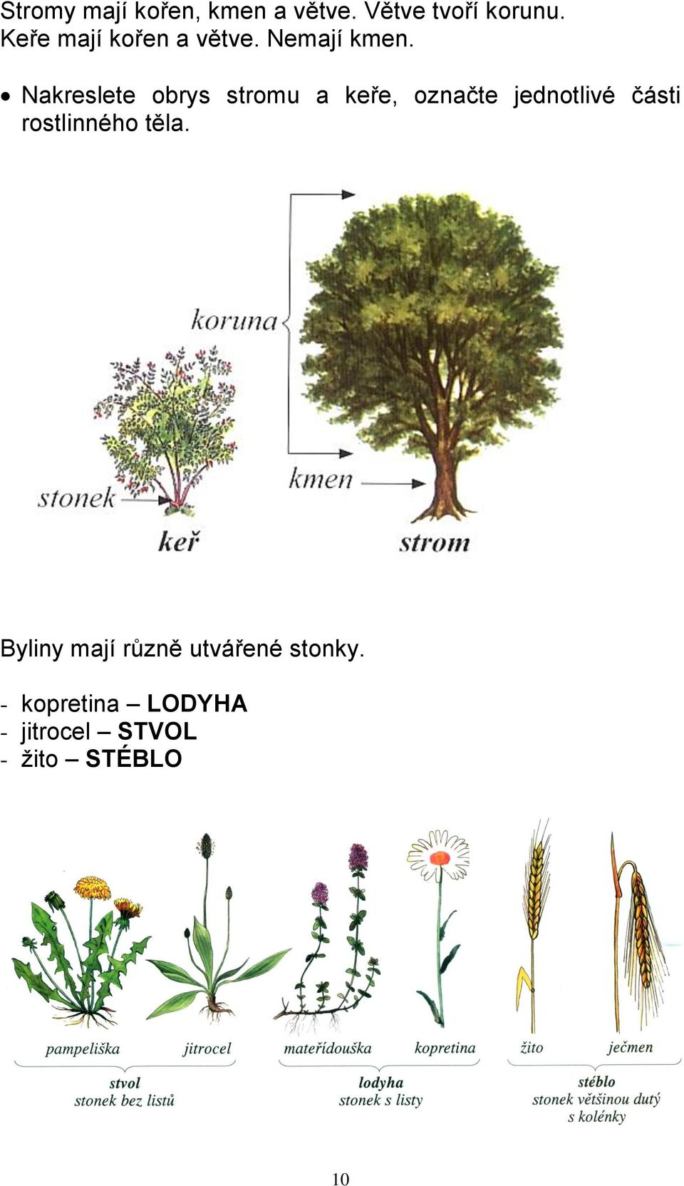 Nakreslete obrys stromu a keře, označte jednotlivé části