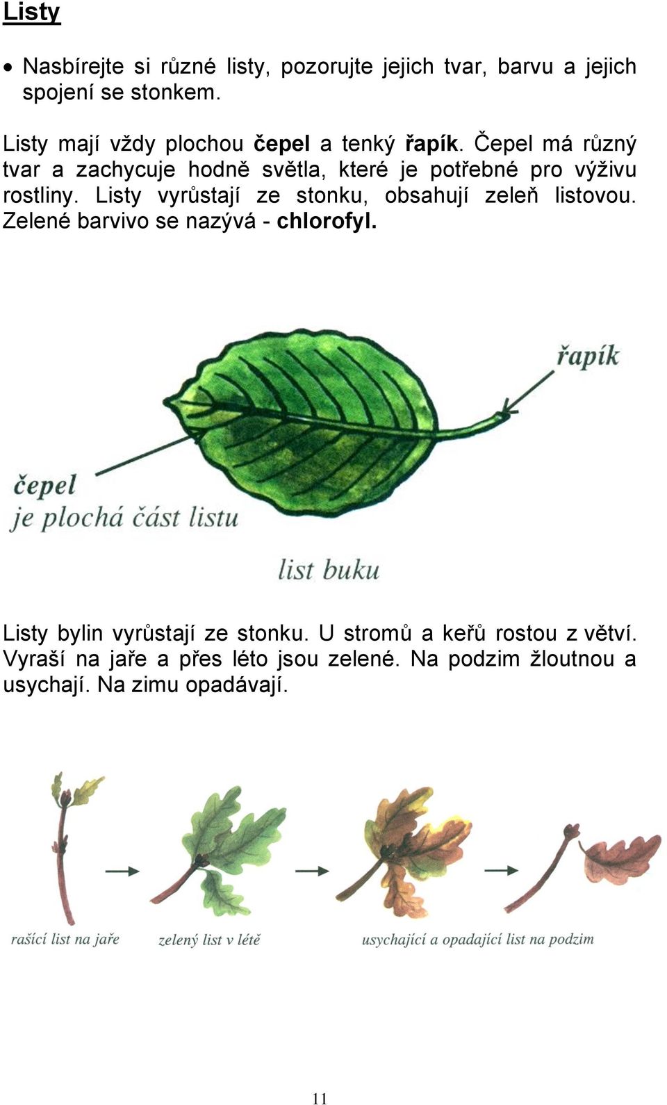 Čepel má různý tvar a zachycuje hodně světla, které je potřebné pro výživu rostliny.