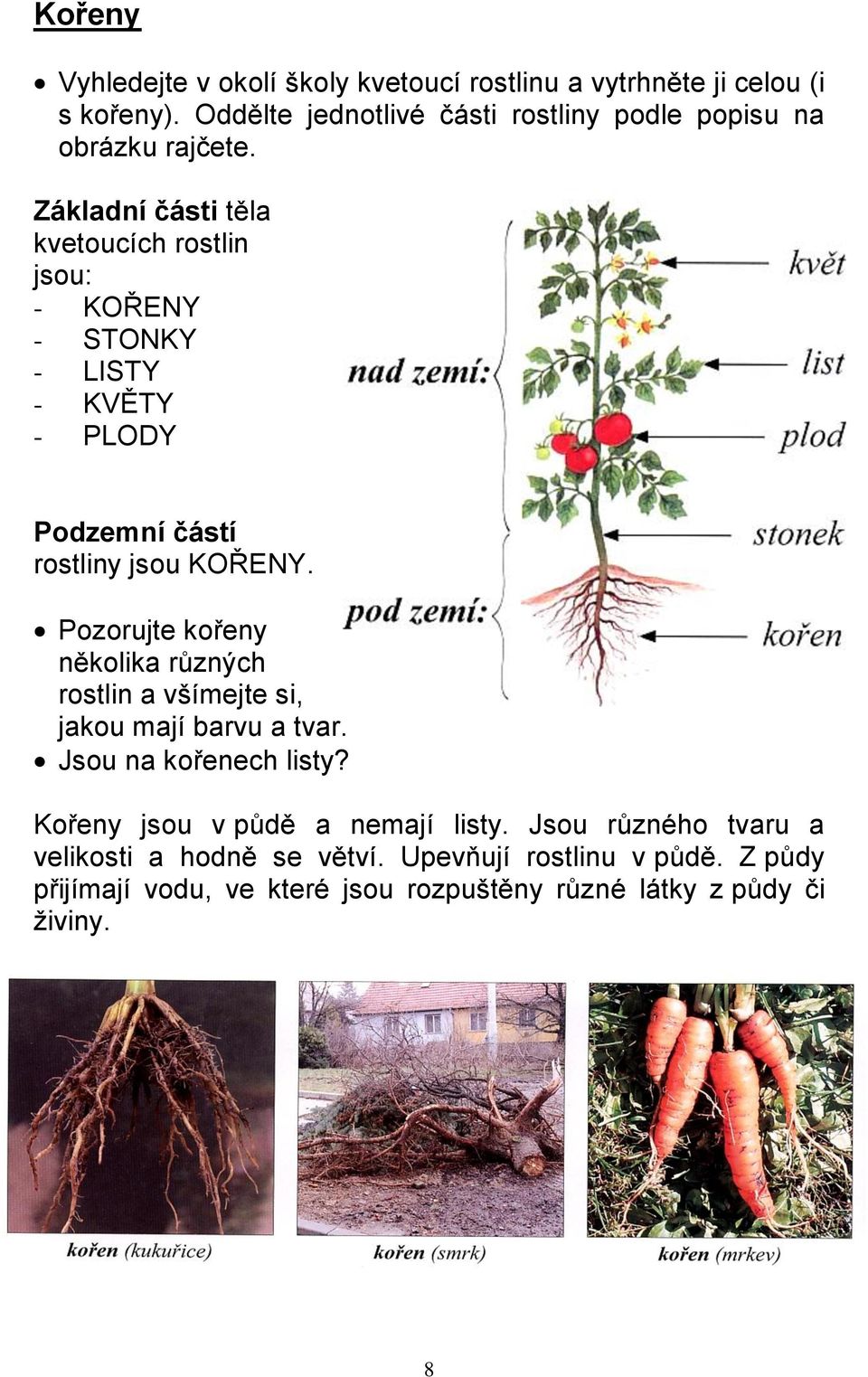 Základní části těla kvetoucích rostlin jsou: - KOŘENY - STONKY - LISTY - KVĚTY - PLODY Podzemní částí rostliny jsou KOŘENY.