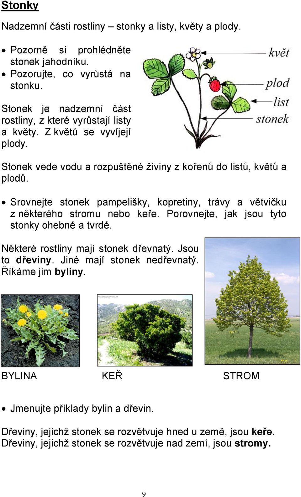 Srovnejte stonek pampelišky, kopretiny, trávy a větvičku z některého stromu nebo keře. Porovnejte, jak jsou tyto stonky ohebné a tvrdé. Některé rostliny mají stonek dřevnatý.