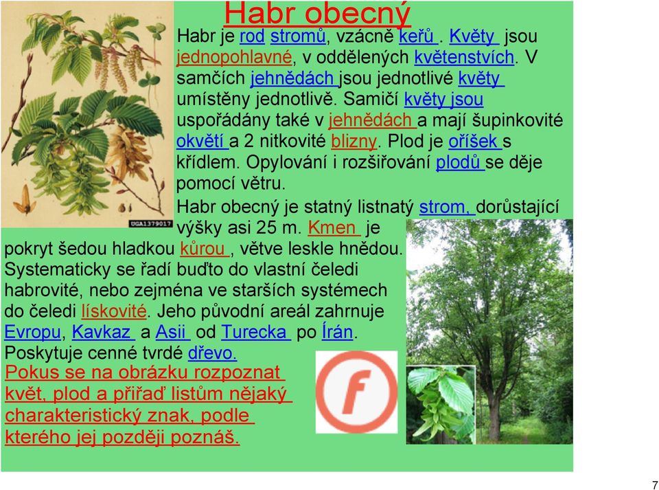 Habr obecný je statný listnatý strom, dorůstající výšky asi 25 m. Kmen je pokryt šedou hladkou kůrou, větve leskle hnědou.