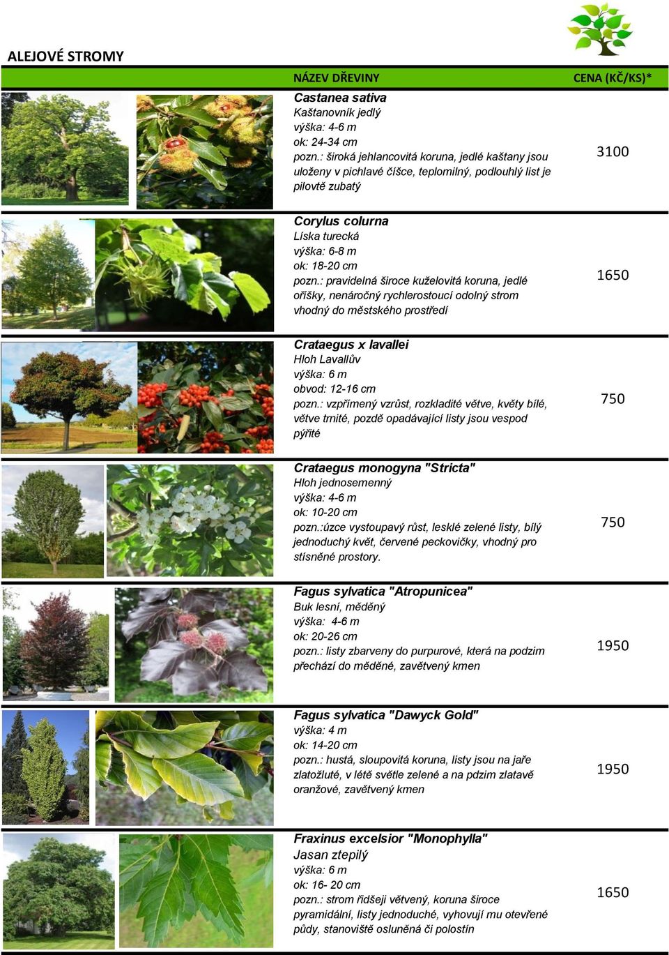 : pravidelná široce kuželovitá koruna, jedlé oříšky, nenáročný rychlerostoucí odolný strom vhodný do městského prostředí 1650 Crataegus x lavallei Hloh Lavallův obvod: 12-16 cm pozn.