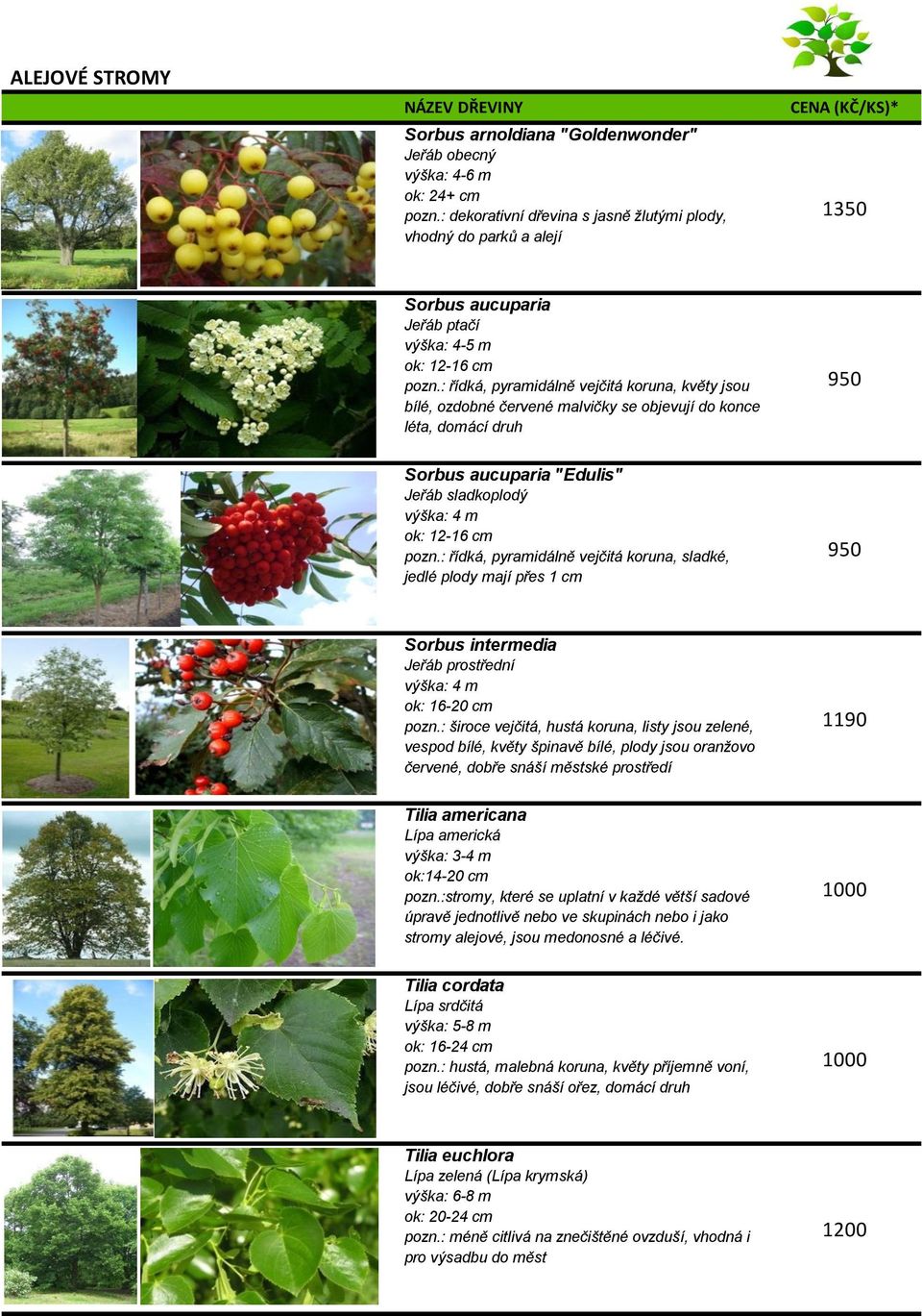 : řídká, pyramidálně vejčitá koruna, sladké, jedlé plody mají přes 1 cm Sorbus intermedia Jeřáb prostřední ok: 16-20 cm pozn.