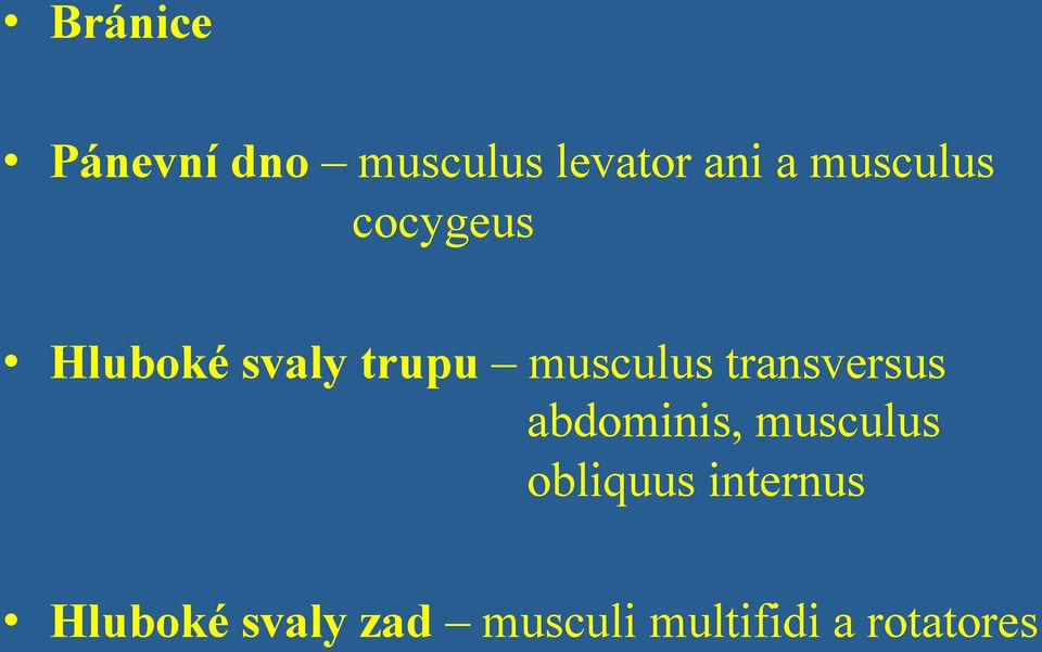 transversus abdominis, musculus obliquus