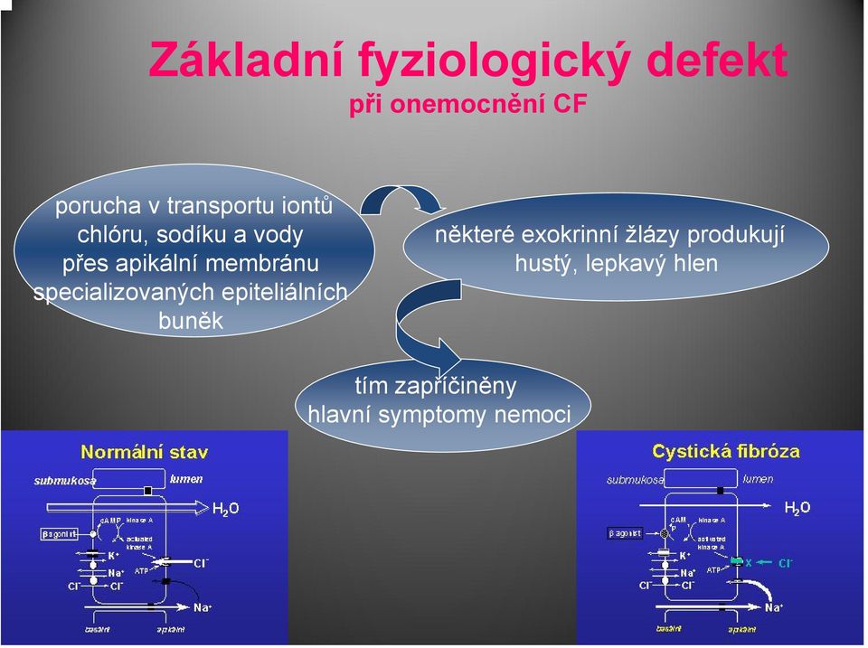 specializovaných epiteliálních buněk některé exokrinní žlázy