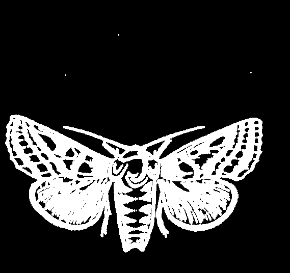 Holometabola