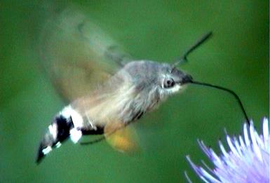 řád: chrostíci (Trichoptera) ČR - 236 druhů křídla s chloupky