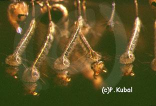 řád: dvoukřídlí (Diptera) ČR - 6000 druhů kyvadélka (haltery)