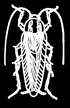 Hemimetabola