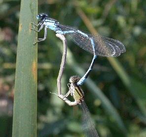 řád: vážky (Odonata) ČR - 90 druhů dravci -