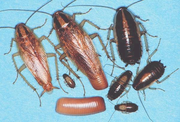 škvoři (Dermaptera) ČR - 6 druhů noční 1.