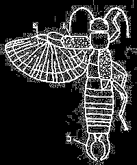 řád: švábi (Blattodea) ČR - 8 druhů - noční 1.