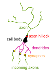 Neuronové sítě Neuronové sítě (NS) - užívané pro tvorbu prediktivních modelů, Jsou založeny na obdobných principech, které napodobují