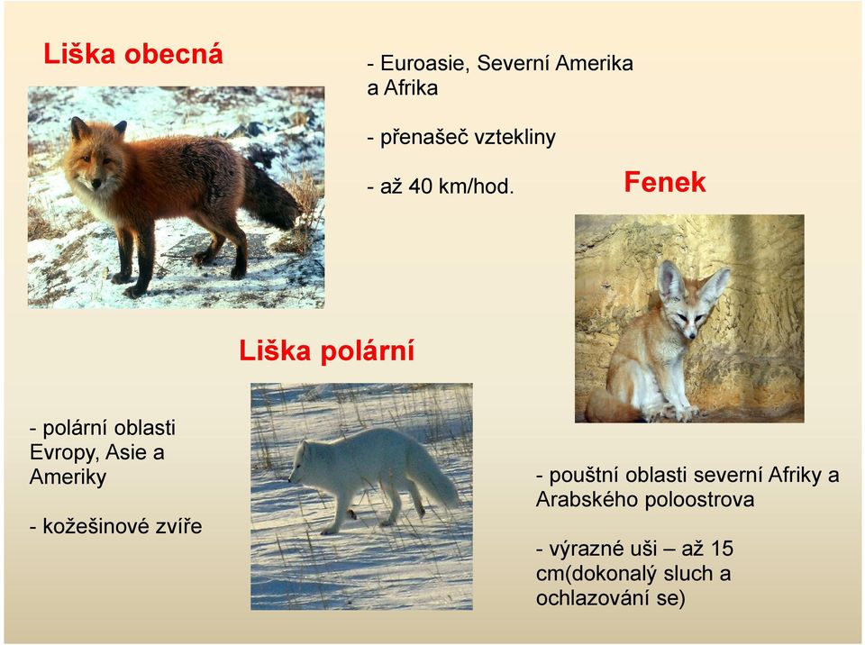 Fenek Liška polární - polární oblasti vropy, sie a meriky -