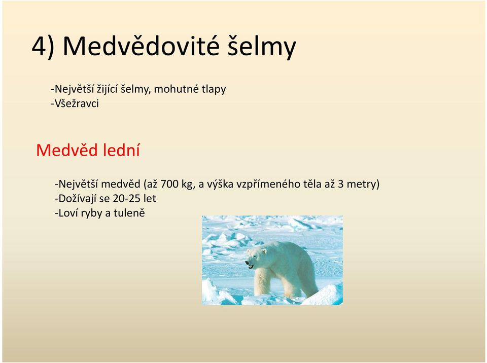 medvěd (až 700 kg, a výška vzpřímeného těla až