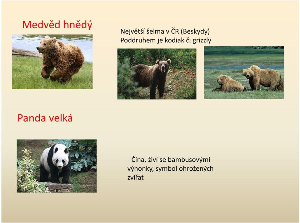 grizzly Panda velká - Čína, živí se