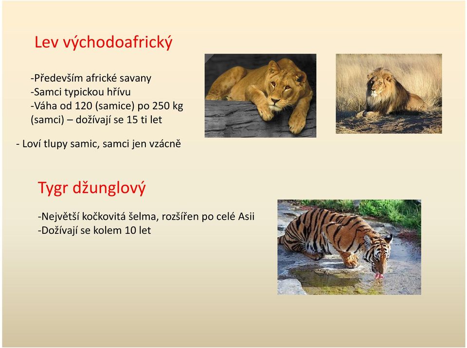 let - Loví tlupy samic, samci jen vzácně Tygr džunglový