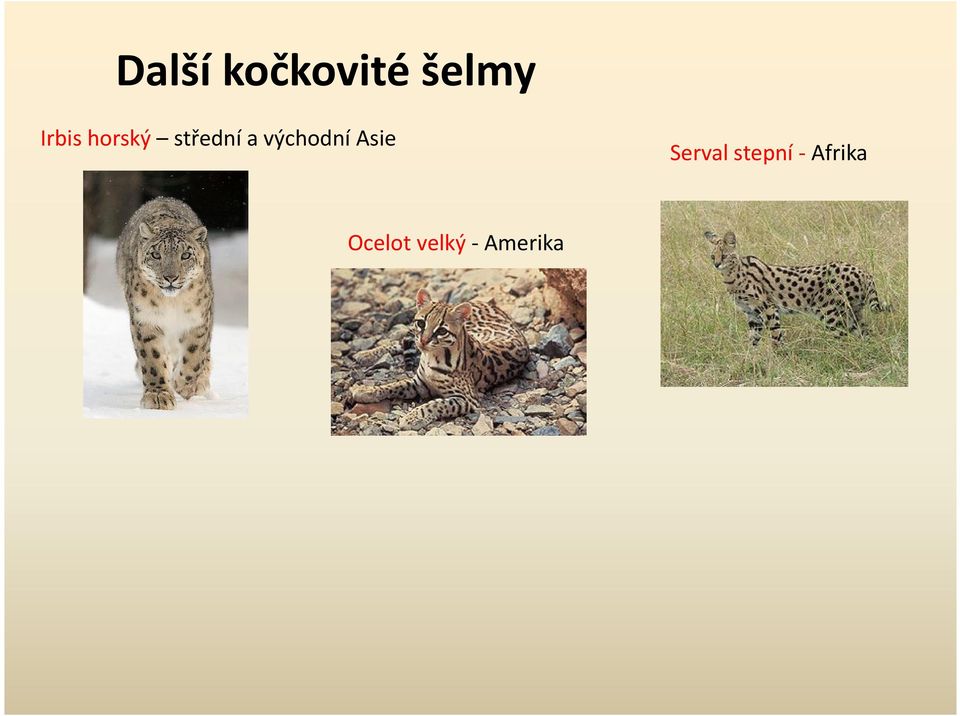 východní sie Ocelot velký