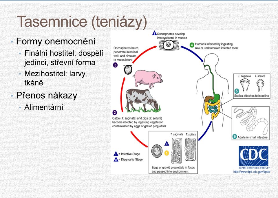 dospělí jedinci, střevní forma