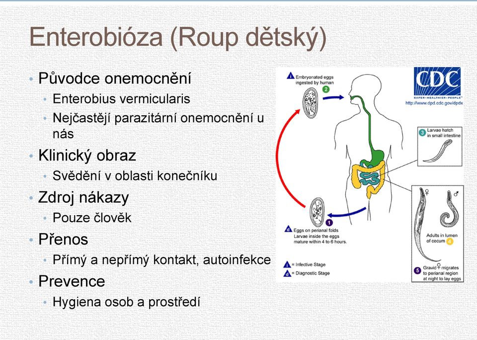 obraz Svědění v oblasti konečníku Zdroj nákazy Pouze člověk