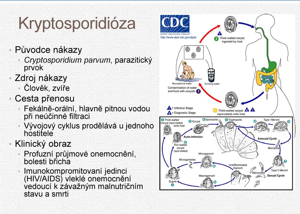 prodělává u jednoho hostitele Klinický obraz Profuzní průjmové onemocnění, bolesti břicha