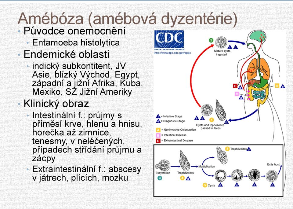 Klinický obraz Intestinální f.