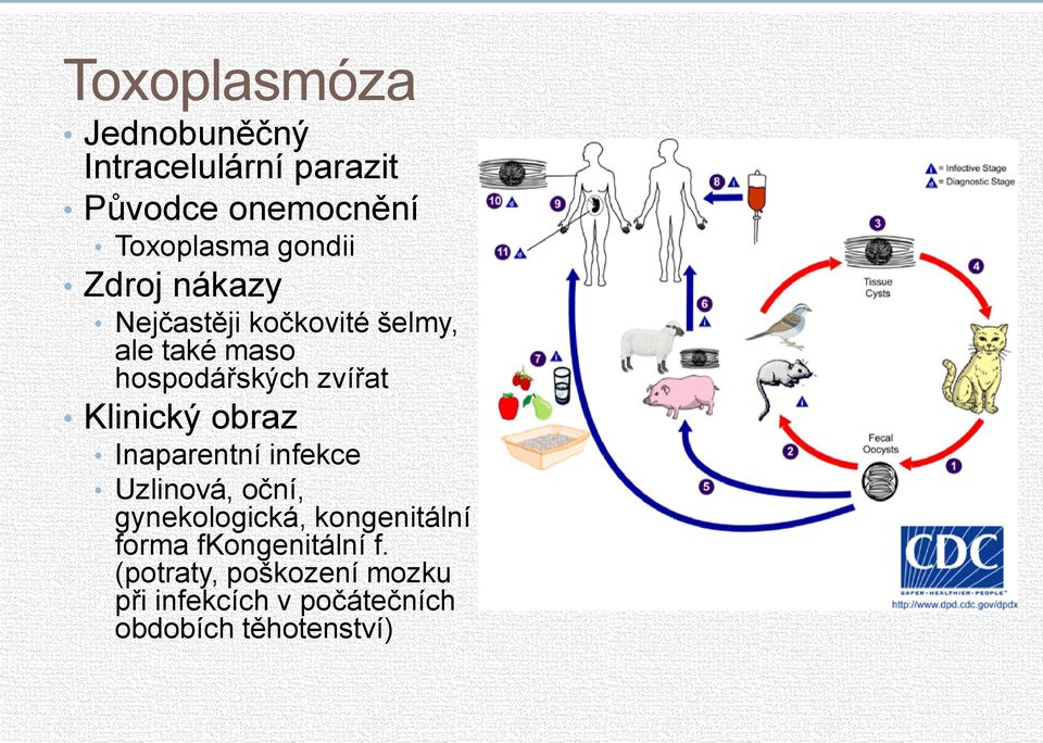 Klinický obraz Inaparentní infekce Uzlinová, oční, gynekologická, kongenitální forma