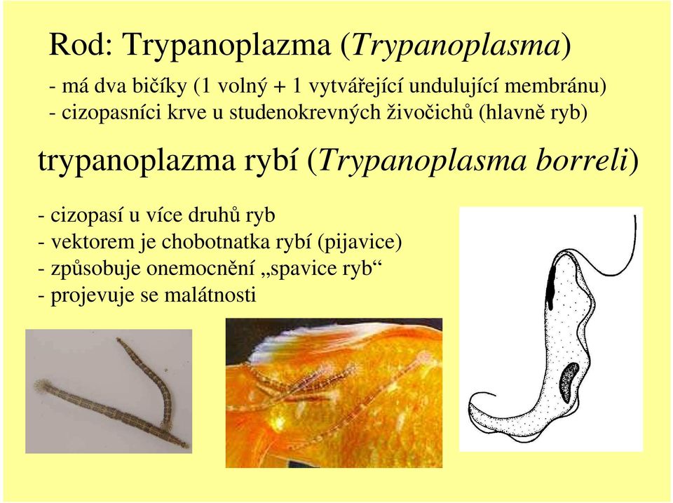 trypanoplazma rybí (Trypanoplasma borreli) - cizopasí u více druhů ryb - vektorem
