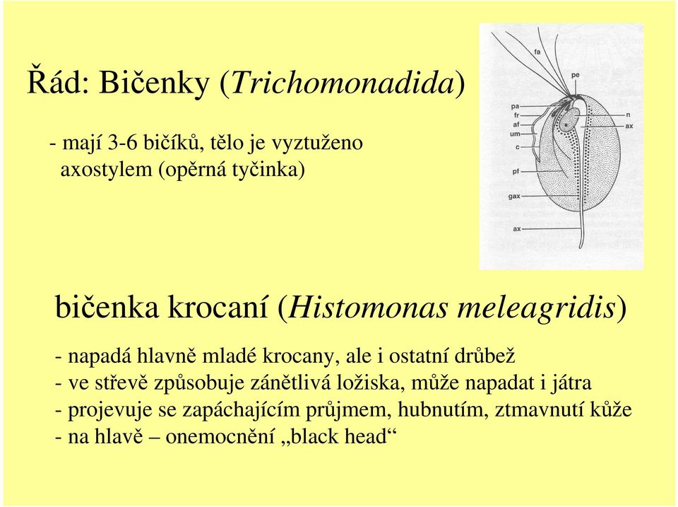 i ostatní drůbež - ve střevě způsobuje zánětlivá ložiska, může napadat i játra -