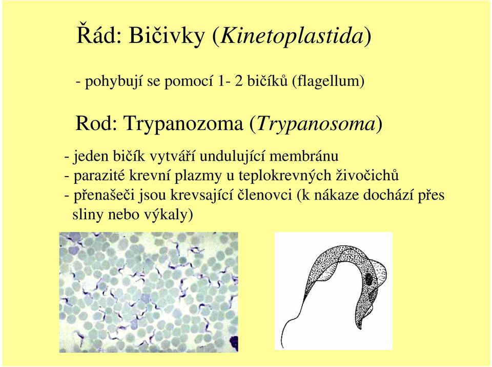 undulující membránu - parazité krevní plazmy u teplokrevných