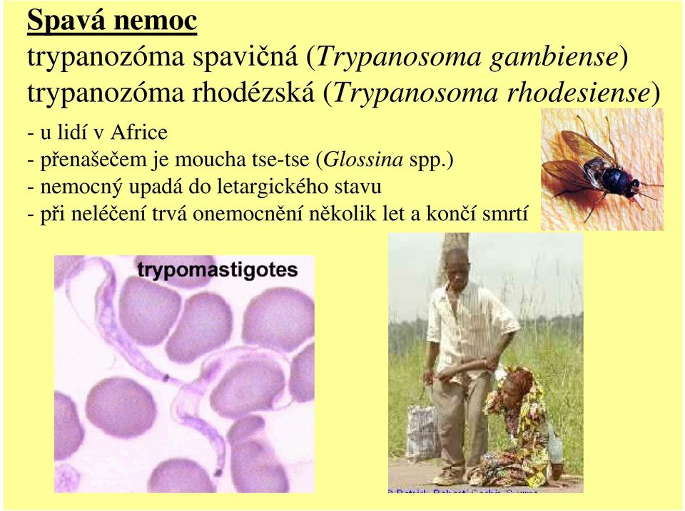 - přenašečem je moucha tse-tse (Glossina spp.