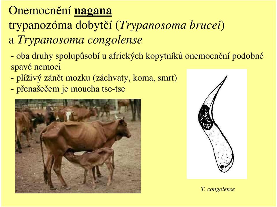 kopytníků onemocnění podobné spavé nemoci - plíživý zánět