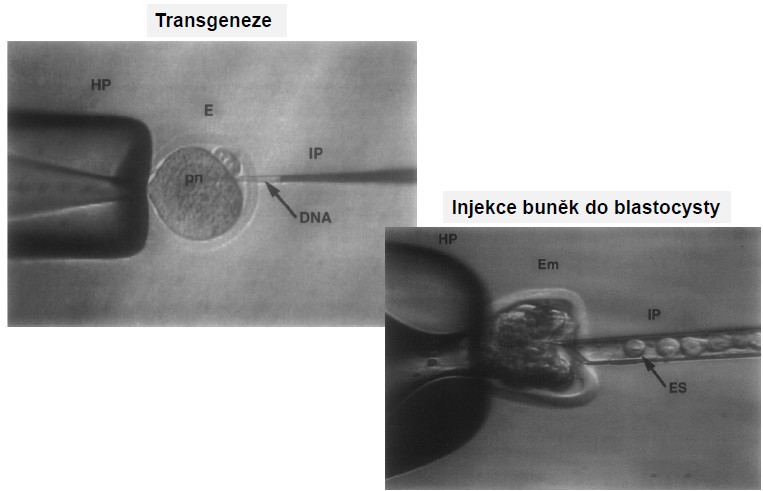 (často ve formě tandem arrays ) implantace do náhradních (foster) matek (200-300 embryí) genotypování
