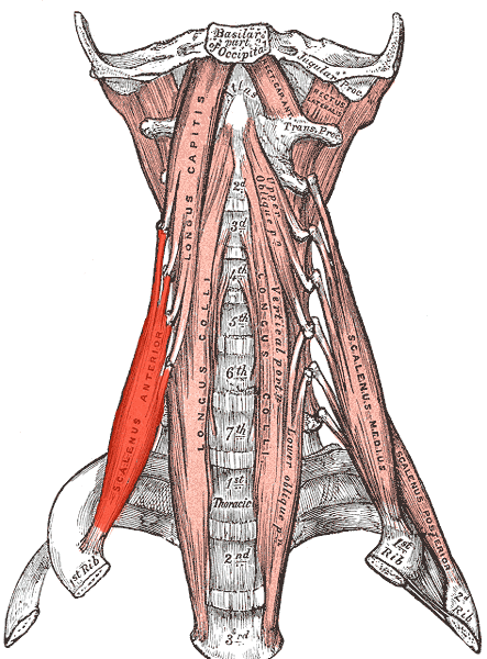 Skupina skalenových svalů Musculus scalenus anterior Začátek: C3 C6. Úpon: 1. žebro (tuberculum m. scaleni anterioris). Musculus scalenus medius Začátek: C1 C7. Úpon: 1. žebro, za m.