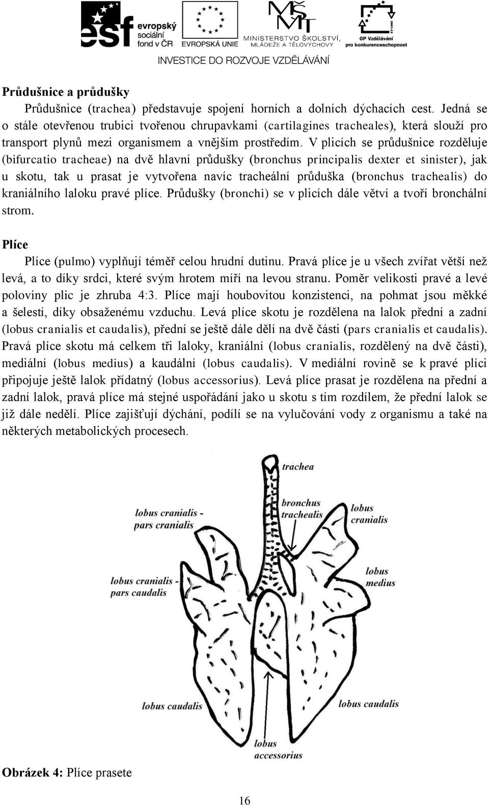 V plicích se průdušnice rozděluje (bifurcatio tracheae) na dvě hlavní průdušky (bronchus principalis dexter et sinister), jak u skotu, tak u prasat je vytvořena navíc tracheální průduška (bronchus